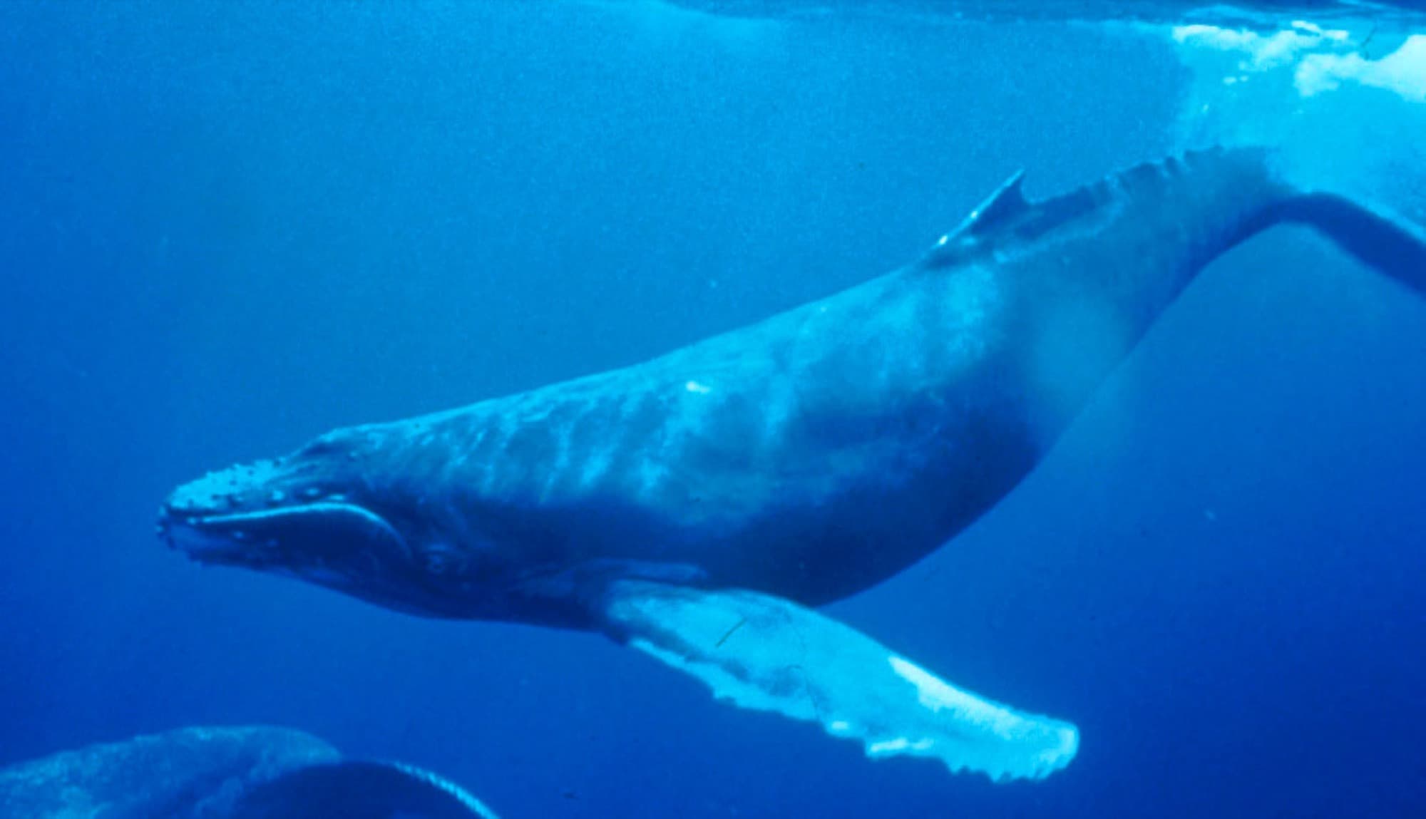 A humpback breaching beside the ship